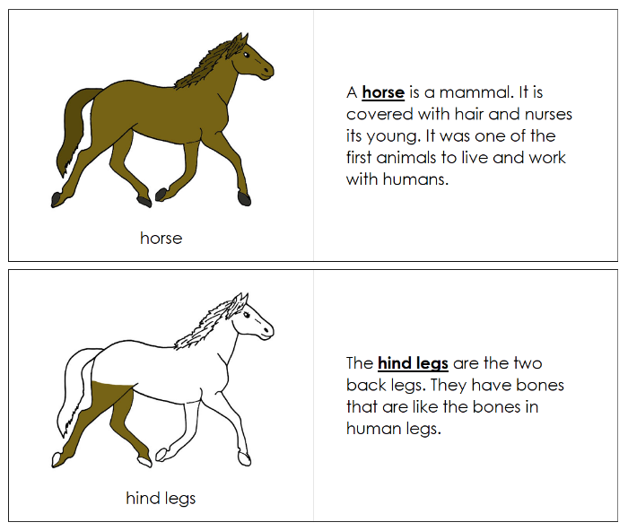 Parts of a Horse Nomenclature Book - Montessori Print Shop Digital Download