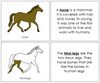 Horse Nomenclature Book - Montessori Print Shop