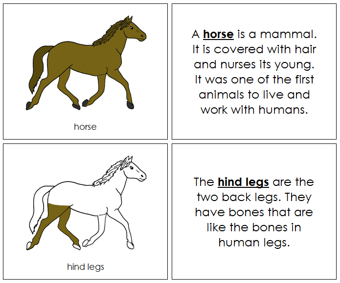 Horse Nomenclature Book - Montessori Print Shop Digital Download