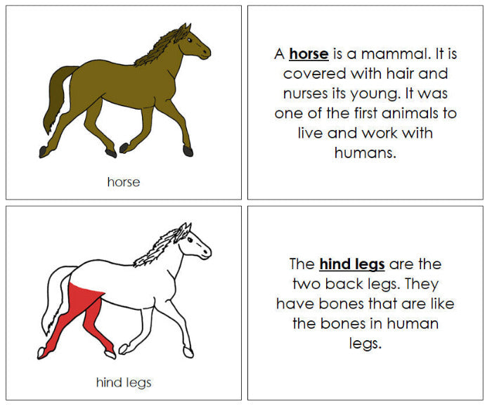 Parts of a Horse Nomenclature Book (red) b Montessori Print Shop