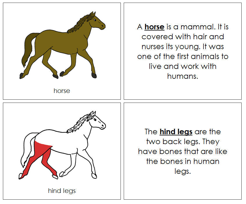 Parts of a Horse Nomenclature Book (red) - Montessori Print Shop