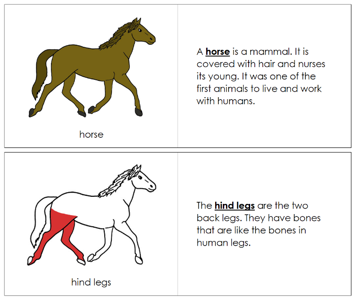 Parts of a Horse Nomenclature Book (red) - Montessori Print Shop Digital Download