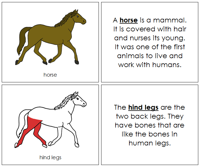 Horse Nomenclature Book (red) - Montessori Print Shop