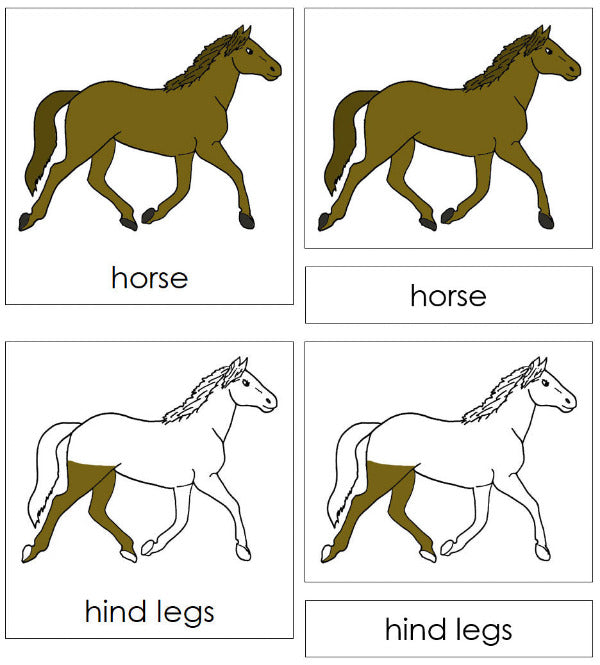 Parts of a Horse Nomenclature 3-Part Cards - Montessori Print Shop Digital Download