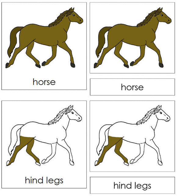Parts of a Horse 3-Part Nomenclature Cards - Montessori Print Shop Digital Download