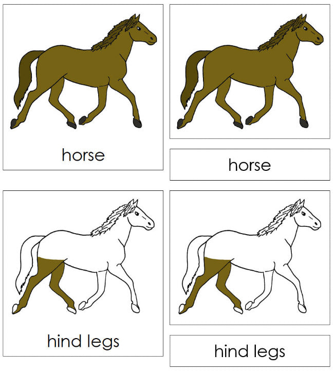 Montessori Parts of the Horse 3-Part Nomenclature Cards - Montessori Print Shop Digital Download