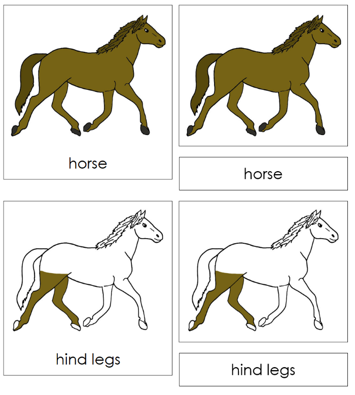 Parts of a Horse Nomenclature Cards - Montessori Print Shop Digital Download