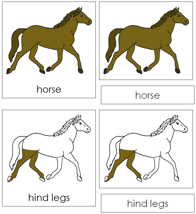 Parts of a Horse Nomenclature Cards - Montessori Print Shop Digital Download