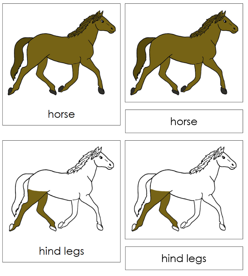 Montessori Parts of the Horse 3-Part Nomenclature Cards - Montessori Print Shop Digital Download