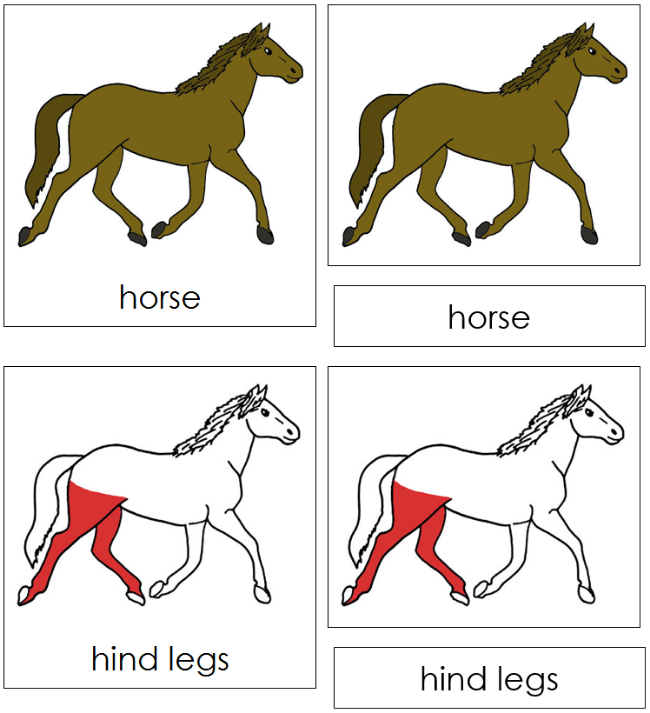 Montessori Parts of a Horse 3-Part Nomenclature Cards - Montessori Print Shop Digital Download