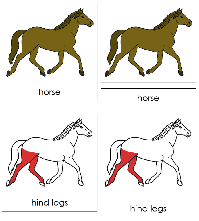 Parts of a Horse Nomenclature Cards - Montessori Print Shop Digital Download