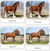 Horses Safari Toob Cards - Montessori Print Shop