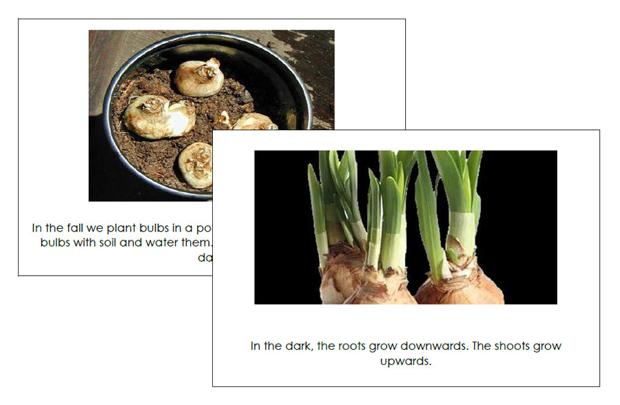 Bulbs: Read & Illustrate - preschool readers - Montessori Print Shop Digital Download