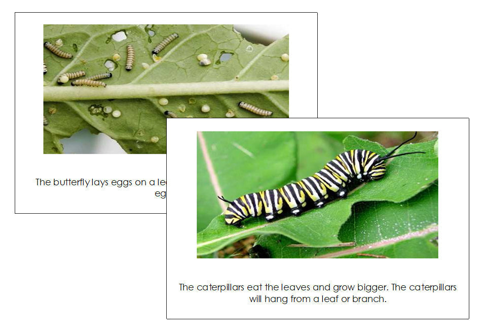 The Butterfly: Read & Illustrate - preschool reader - Montessori Print Shop Digital Download