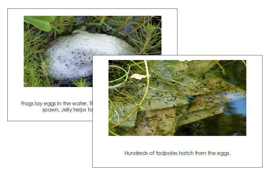 How Frogs Grow Read & Illustrate - preschool readers - Montessori Print Shop Digital Download