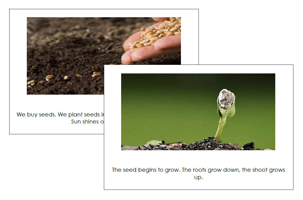 Seeds: Read & Illustrate - preschool readers - Montessori Print Shop Digital Download