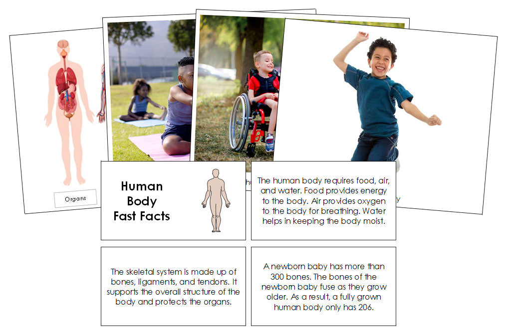 Human Body Fast Facts & Pictures - Montessori Print Shop Digital Download