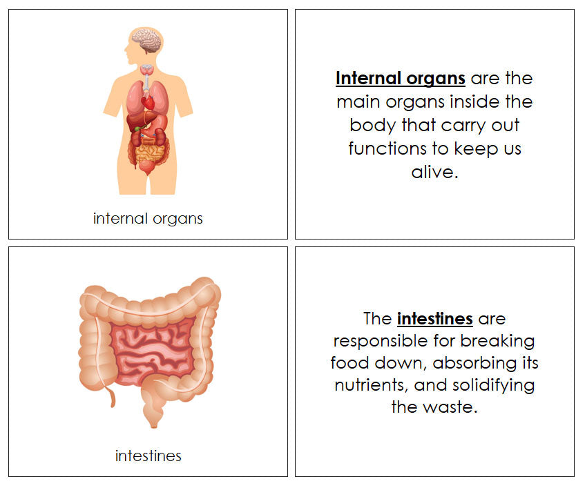 Human Organs Nomenclature Book - Montessori Print Shop