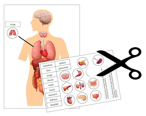 Human Organs 3-Part Cards - Nomenclature - Science - Printable Montessori Materials - Montessori Print Shop Digital Download