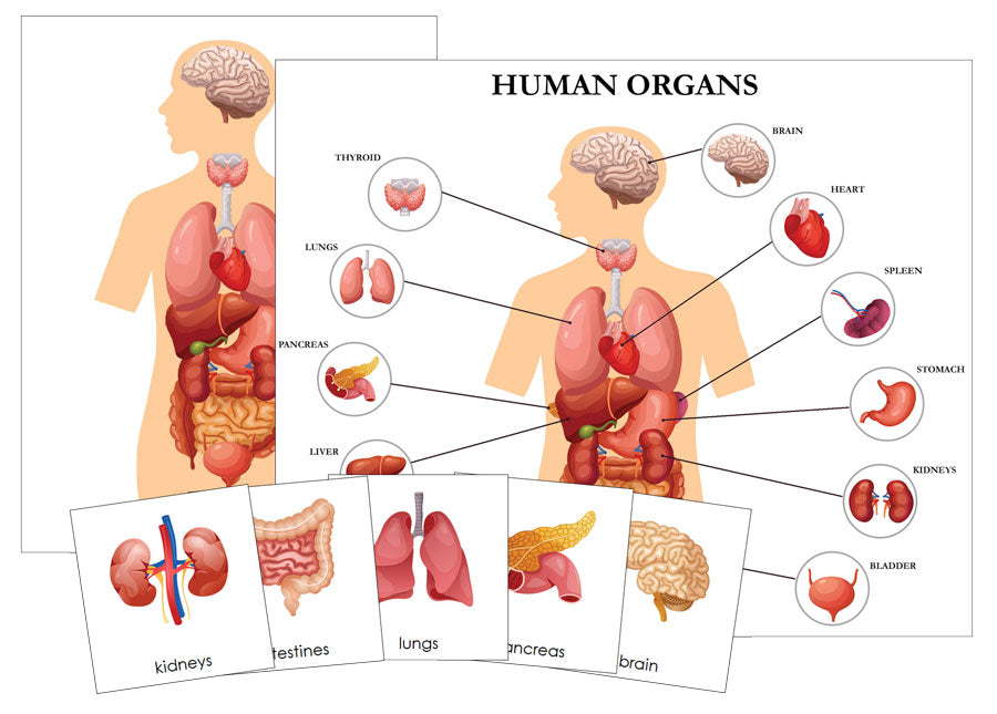 Human Organs 3-Part Cards - Nomenclature - Science - Printable Montessori Materials - Montessori Print Shop Digital Download