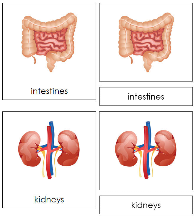 Human Organs Charts & 3-Part Cards - Montessori Print Shop