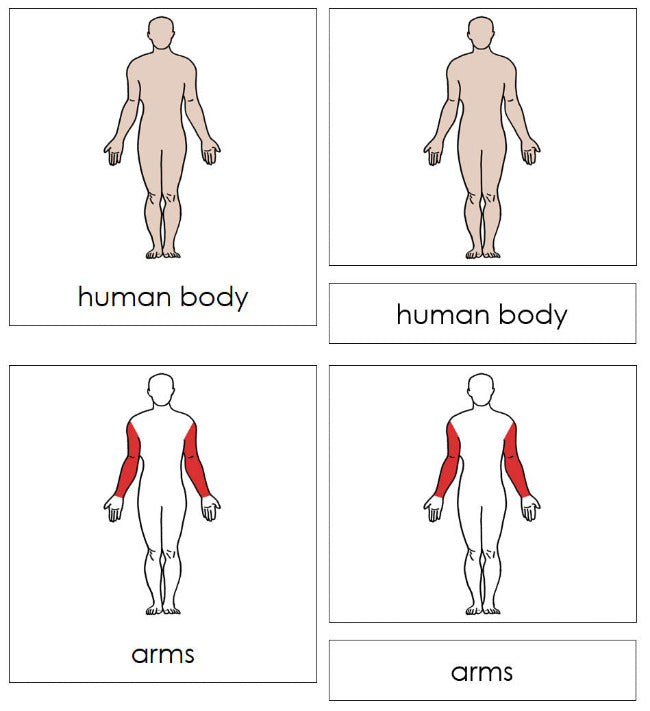 Parts of a Human Body Nomenclature 3-Part Cards (red) - Montessori Print Shop Digital Download
