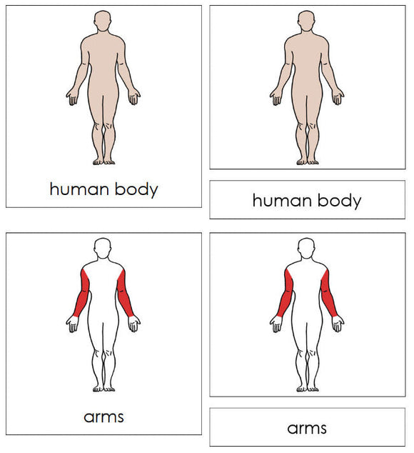 Parts of a Human Body Nomenclature Cards (red) -- Montessori Print Shop Digital Download