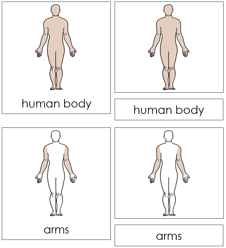 Human Body Nomenclature 3-Part Cards - Montessori Print Shop