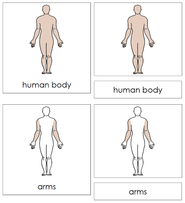 Parts of a Human Body Nomenclature 3-Part Cards - Montessori Print Shop Digital Download