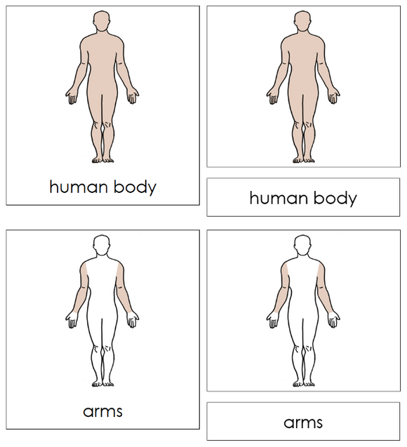 Parts of a Human Body Nomenclature Cards - Montessori Print Shop Digital Download