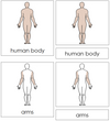 Human Body Nomenclature 3-Part Cards - Montessori Print Shop