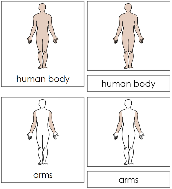 Human Body Nomenclature Cards - Montessori Print Shop