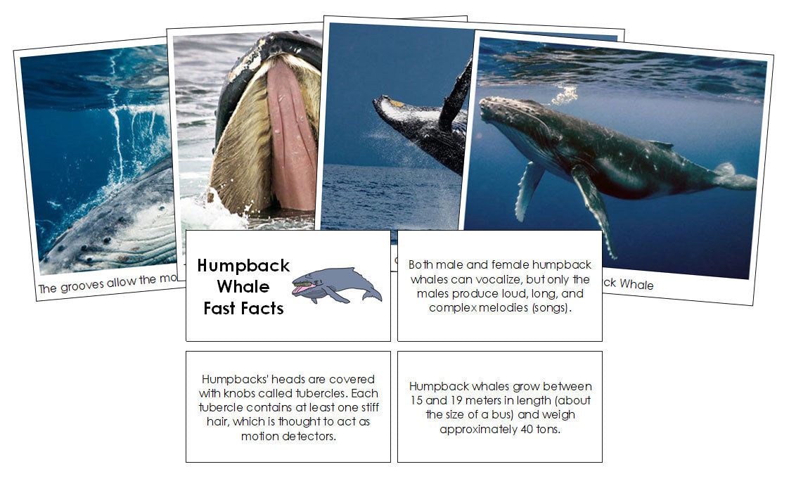 Humpback Whale Fast Facts & Pictures - Montessori Print Shop Digital Download