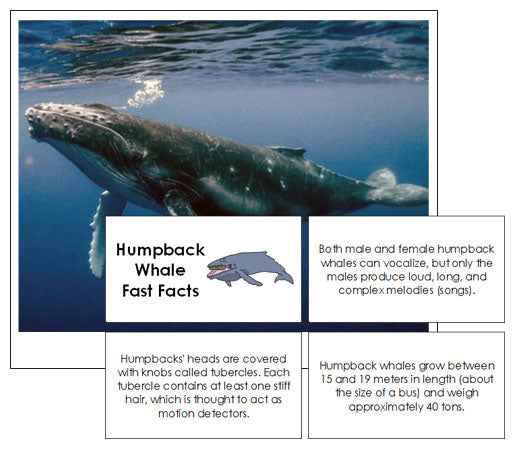 Humpback Whale Fast Facts & Pictures - Montessori Print Shop