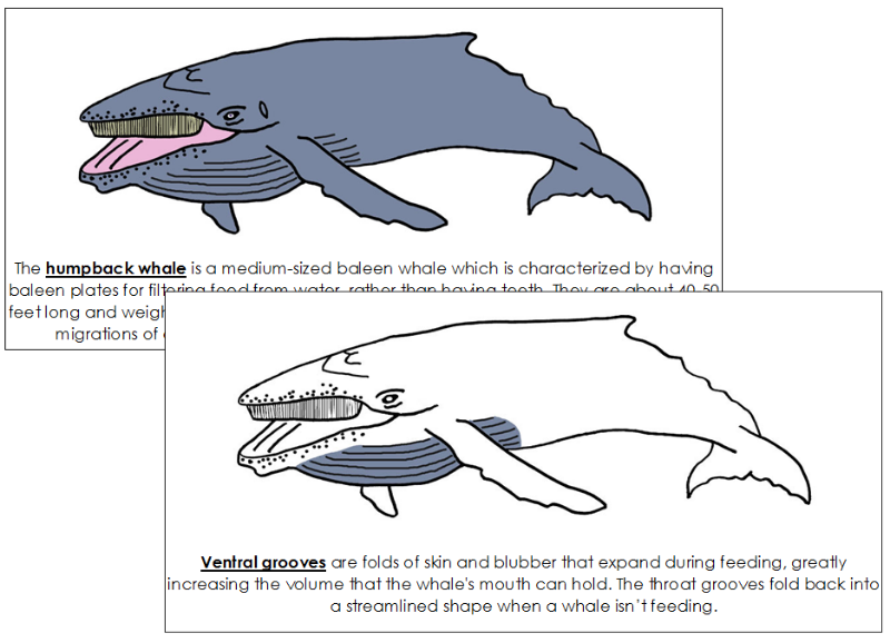 Humpback Whale Nomenclature Book - Montessori Print Shop Digital Download