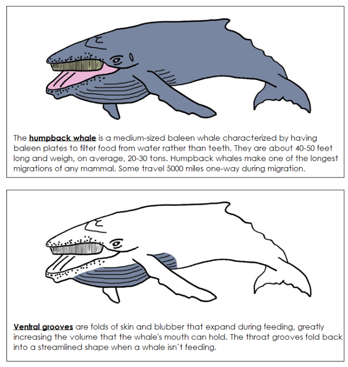 Parts of a Humpback Whale Nomenclature Book - Montessori Print Shop Digital Download