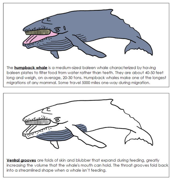 Parts of a Humpback Whale Nomenclature Book - Montessori Print Shop Digital Download