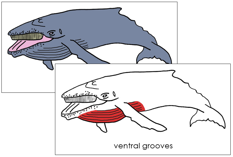 Humpback Whale Nomenclature Cards - Montessori Print Shop Digital Download