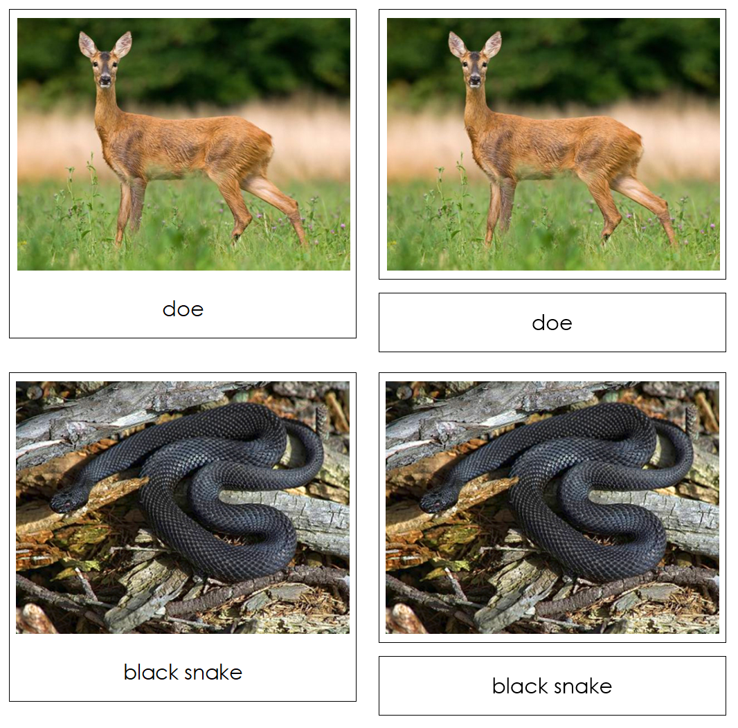 In The Woods Safari Toob Cards - Montessori Print Shop Digital Download