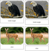 In The Woods Safari Toob Cards - Montessori Print Shop