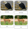 In The Woods Safari Toob Cards - Montessori Print Shop