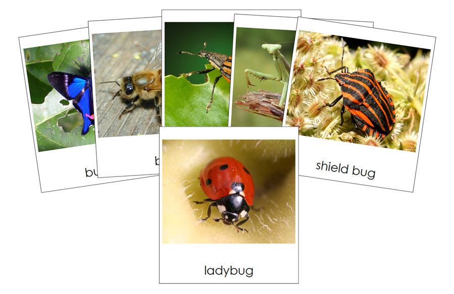 Types of Insects 3-Part Cards - Montessori Print Shop Digital Download