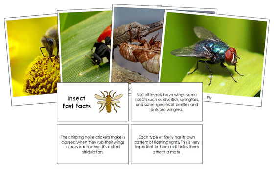 Insect Fast Facts & Pictures - Montessori Print Shop