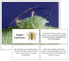 Insect Fast Facts & Pictures - Montessori Print Shop