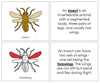 Parts of an Insect Nomenclature Book (red) - Montessori Print Shop