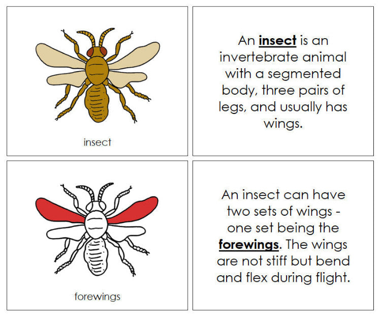 Parts of an Insect Nomenclature Book (red) - Montessori Print Shop Digital Download