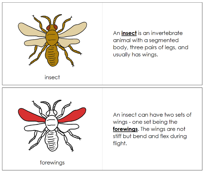 Parts of an Insect Nomenclature Book - Montessori Print Shop Digital Download