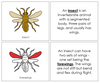 Parts of an Insect Nomenclature Book (red) - Montessori Print Shop