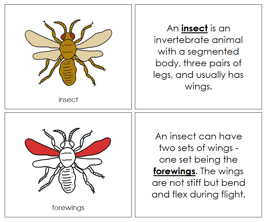 Parts of an Insect Nomenclature Book (red) - Montessori Print Shop