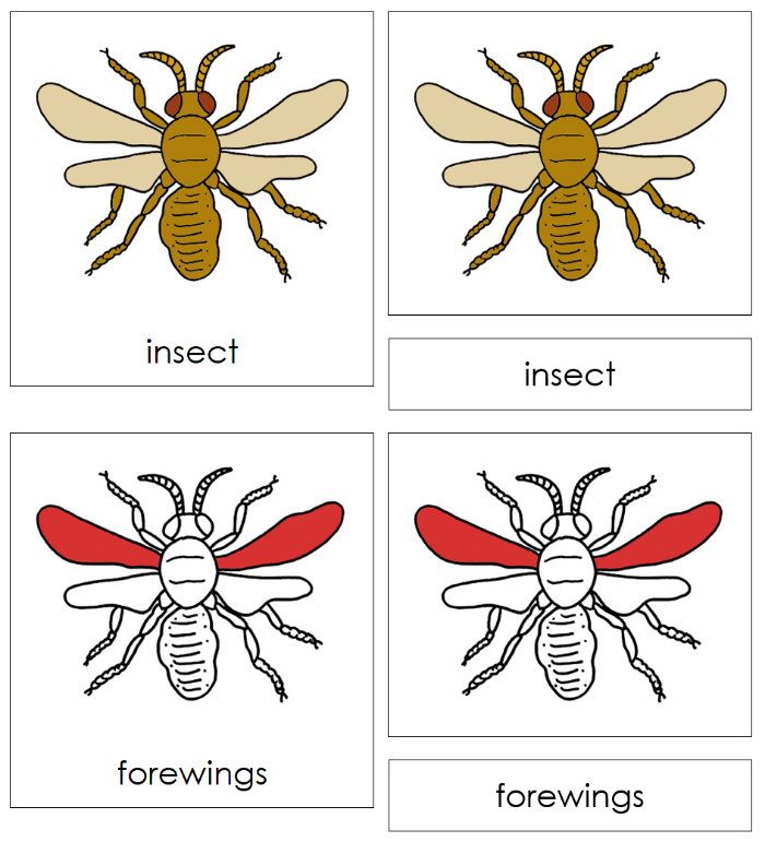 Parts of an Insect Nomenclature Cards - Montessori Print Shop Digital Download